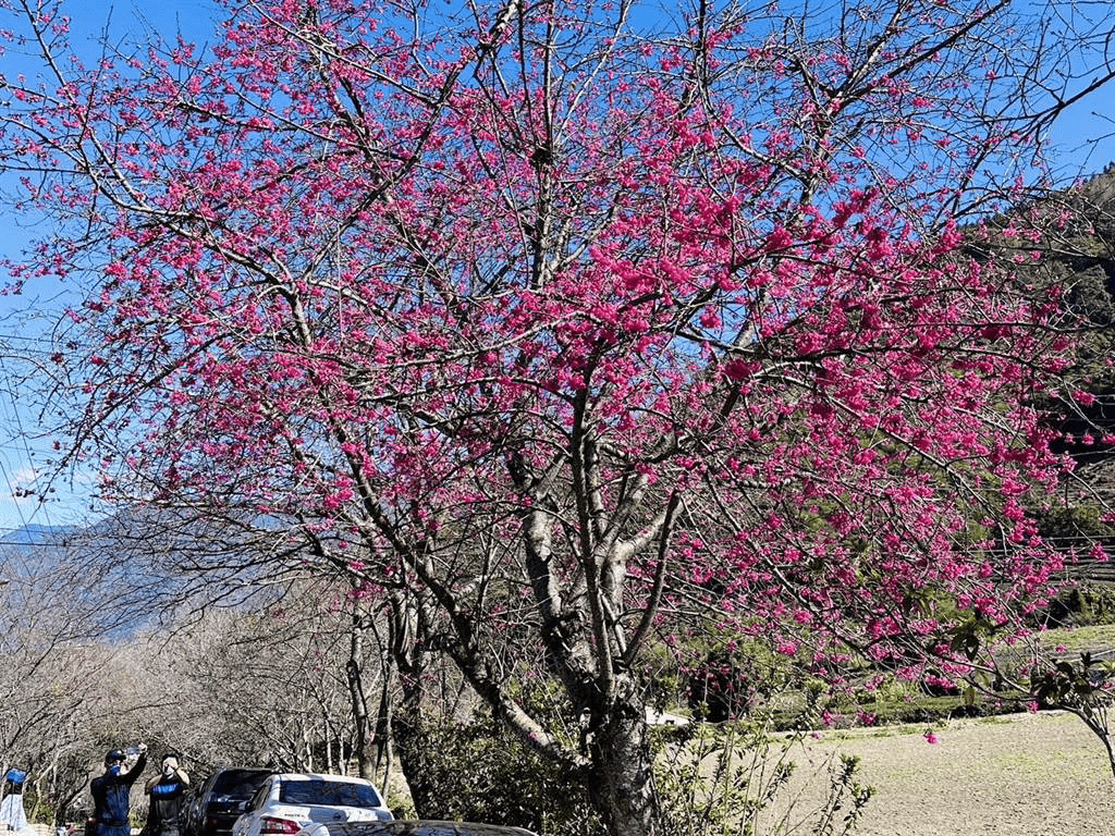 山巒與雲霧間的粉紅櫻花，草坪頭展現出高海拔獨有的清幽意境