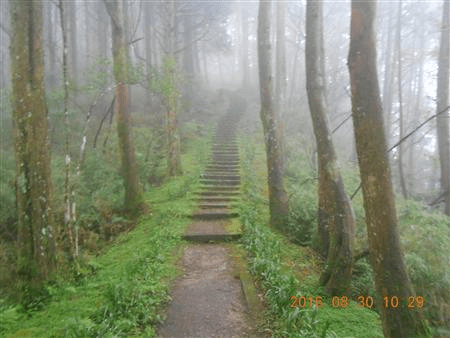 天色未明走入阿里山對高岳登山步道,踩著濕潤步道看雲海在山谷裡緩緩流動