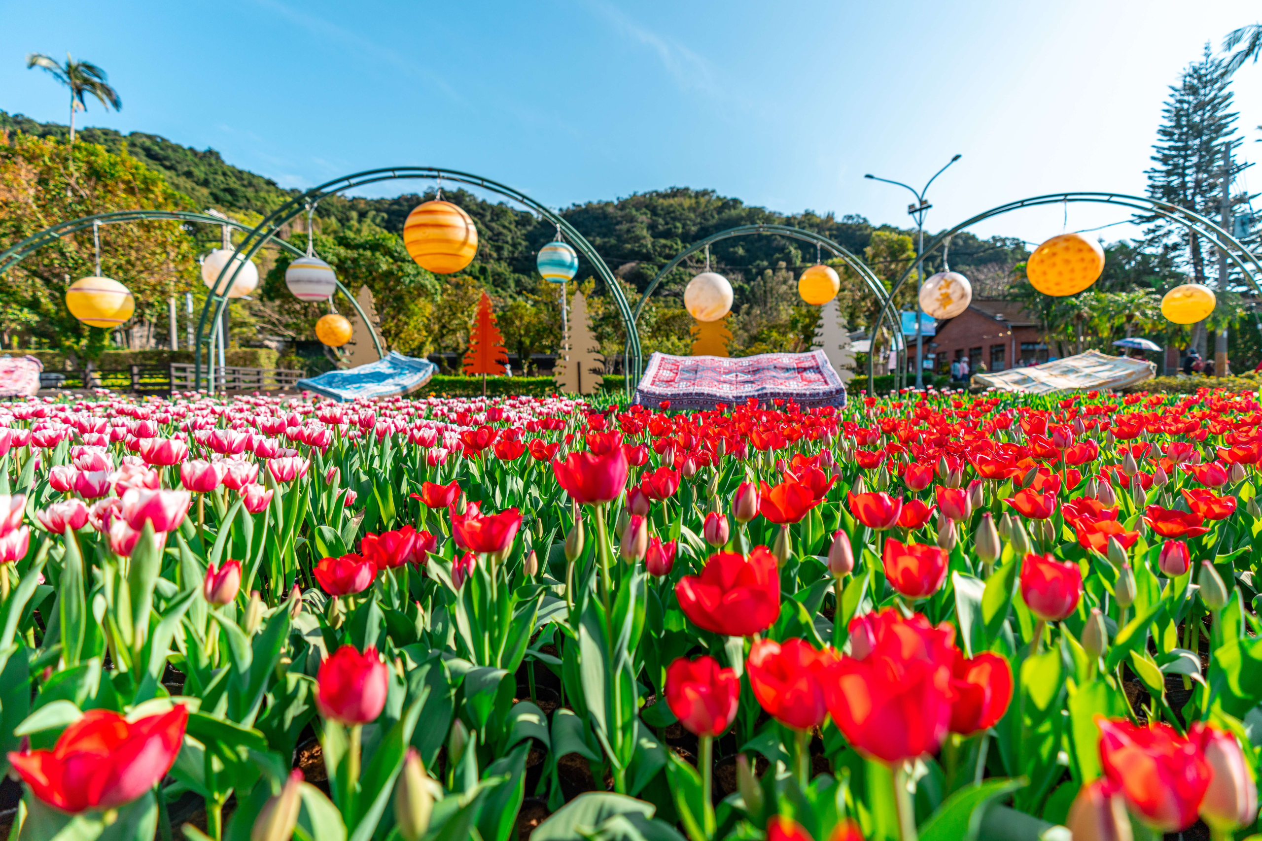 在城市綠意中遇見繽紛花海，士林官邸鬱金香展為台北寫下最溫柔的春天