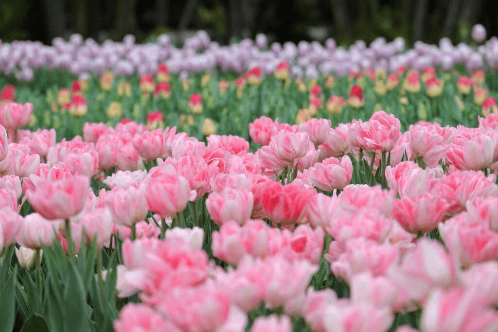 陽光穿透花叢，士林官邸是攝影愛好者捕捉花卉神韻的最佳地點