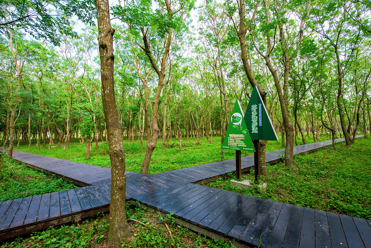 森林區林木茂盛，提供舒適的林蔭步道，適合旅客進行深度森林浴