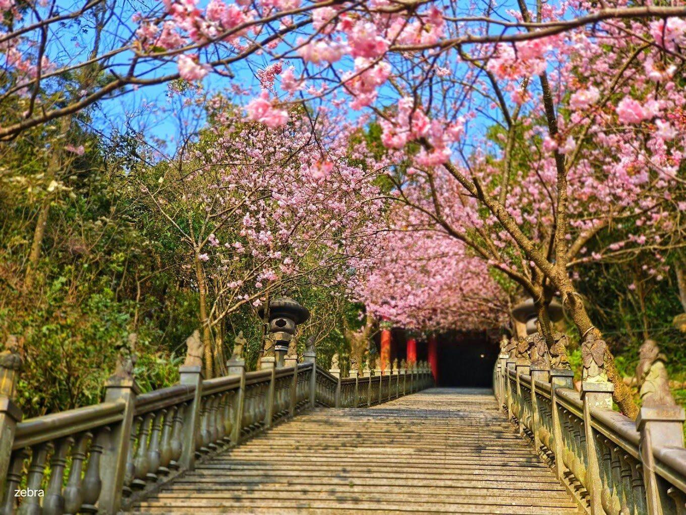 2026陽明山櫻花季避人潮攻略！盤點5大絕美秘境，碧山巖粉紅階梯、小油坑霧中看花