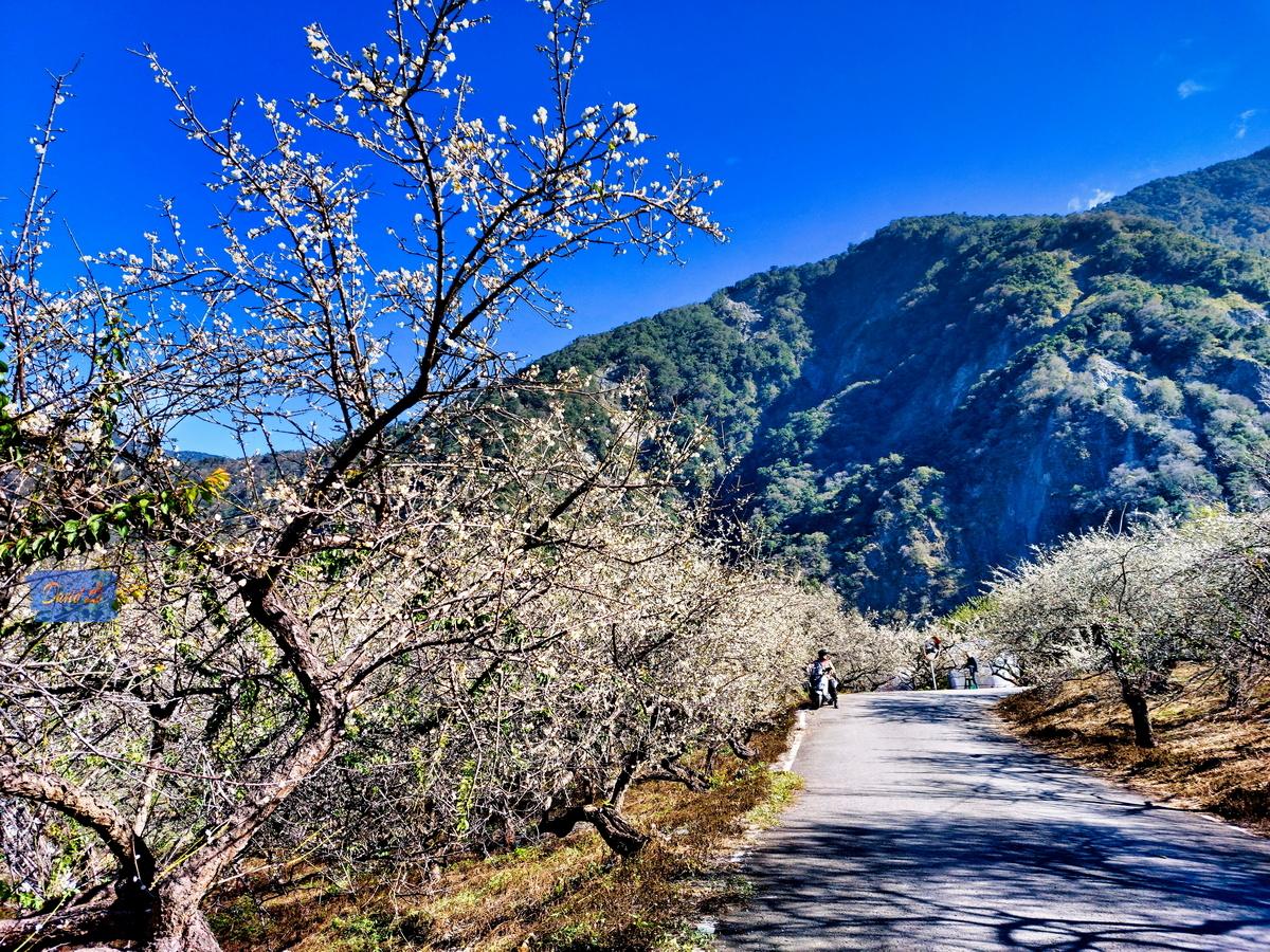 2026全台賞梅地圖》南投土場「雪白S型彎道」美炸！盤點5大必訪夢幻花海秘境