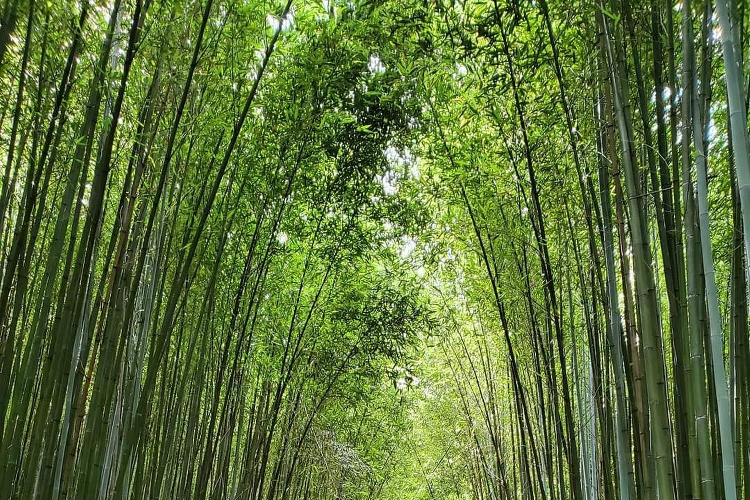 2026苗栗旅遊推薦：避開人潮！揭秘「台版嵐山」泰安竹林等6大絕美秘境