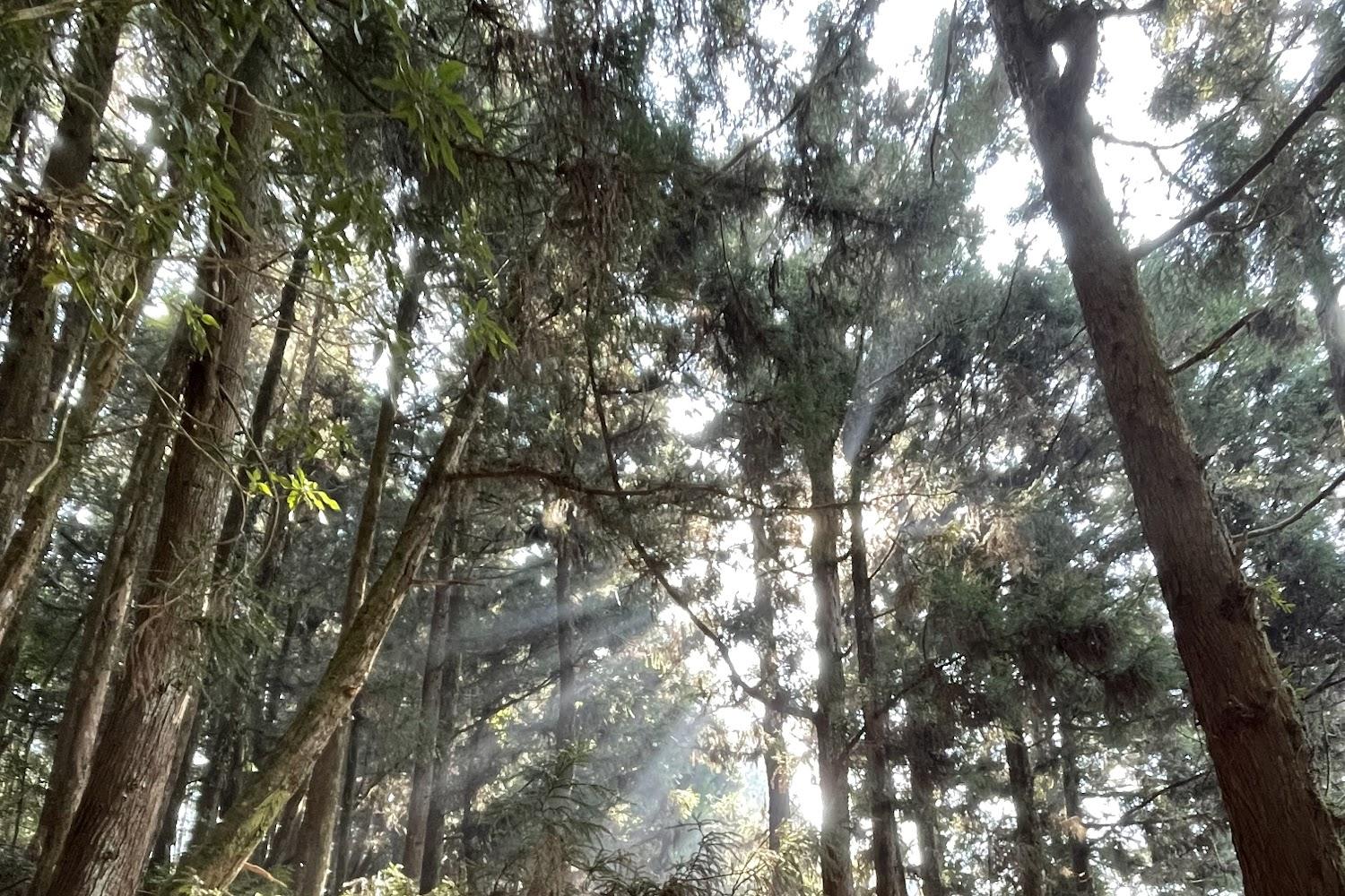 谷關七雄最美森林浴！台中馬崙山步道：漫步五星級松針地毯，探訪新山林業遺址