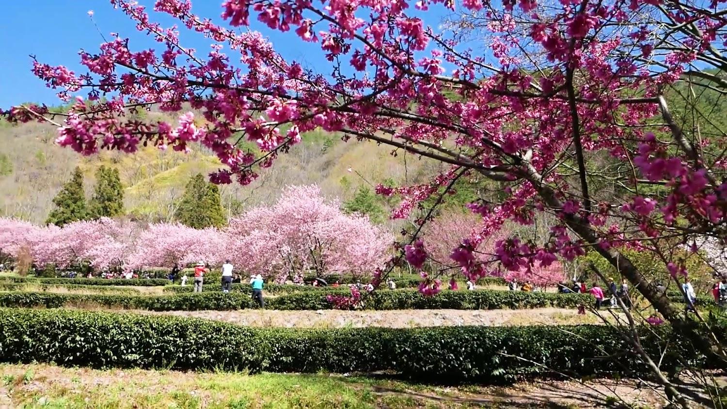 2026 武陵農場櫻花季攻略：賞櫻時程、住宿預約、交通管制與必拍景點懶人包