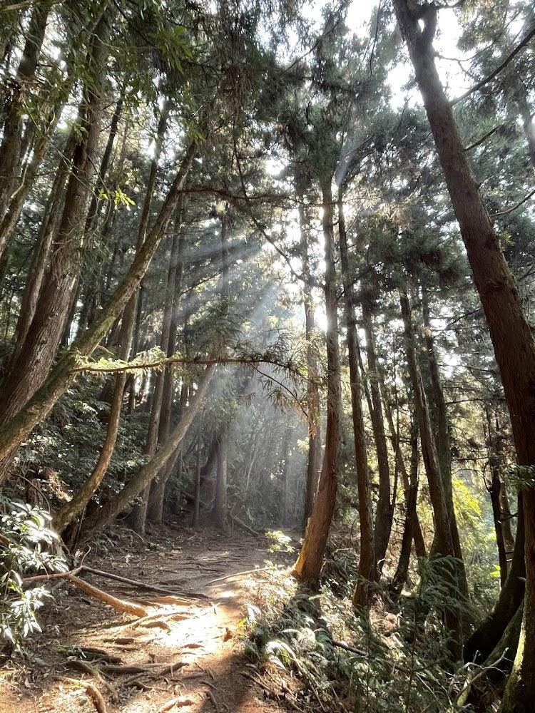 谷關七雄之首美！2026馬崙山步道：漫步五星級松針地毯，探尋新山遺址歷史