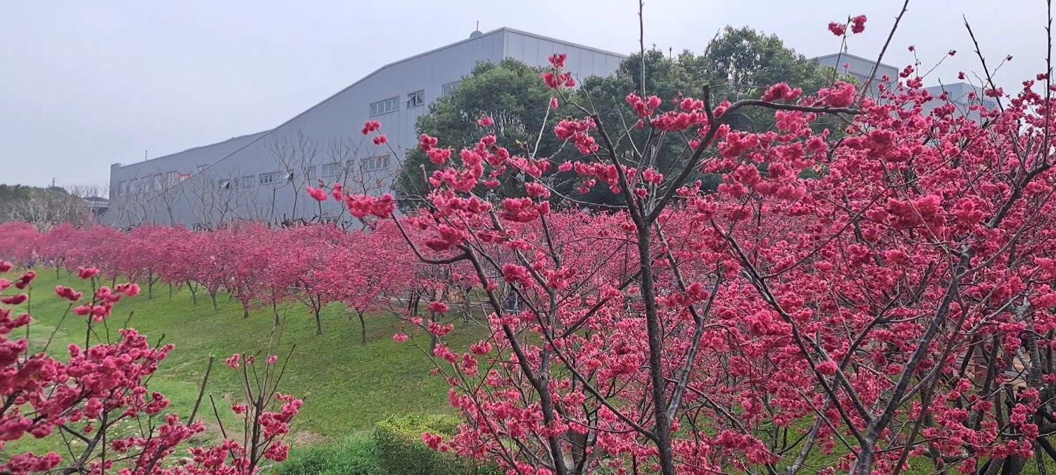 2026台中賞櫻首選！中科崴立櫻花公園粉紅隧道滿開，千坪花海免門票、平地好走適合全家出遊