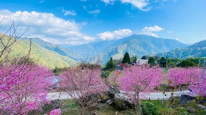 2026新竹尖石露營首選：遇見嵨繞高山秘境，櫻花季、雲海、銀河絕美景致攻略