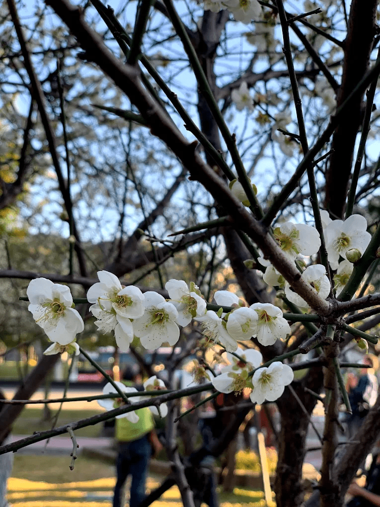 2026冬日限定！士林志成公園梅花盛開，台北市區遇見「小江南」中式園林絕美景致