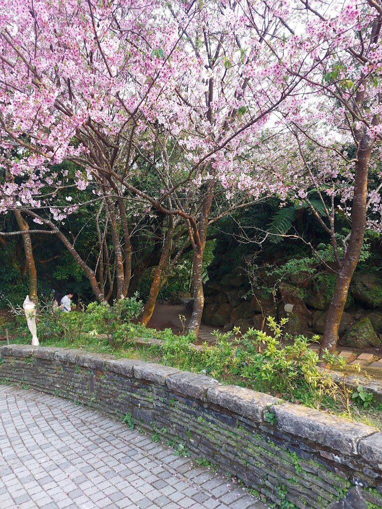 2026陽明山櫻花季全攻略：從花鐘秘境到火山地景，嚴選台北後花園必訪賞櫻路線
