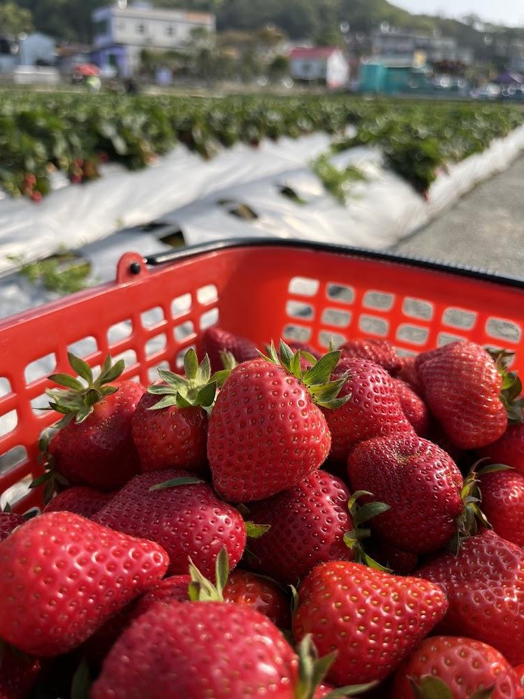 2026大湖草莓季盛大開跑！棋琦牛奶草莓園推高架採果體驗，稀有白草莓與創意料理全攻略