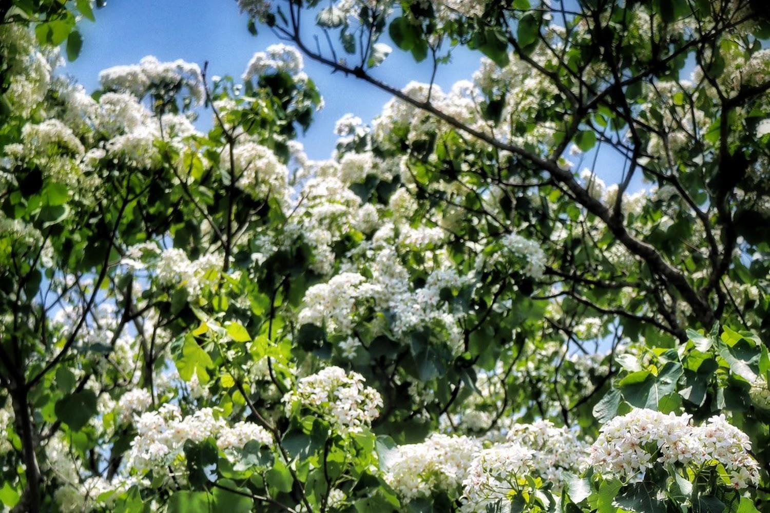 2026全台賞桐攻略：漫步五月雪浪漫秘境，捕捉山林間的純淨白色奇蹟