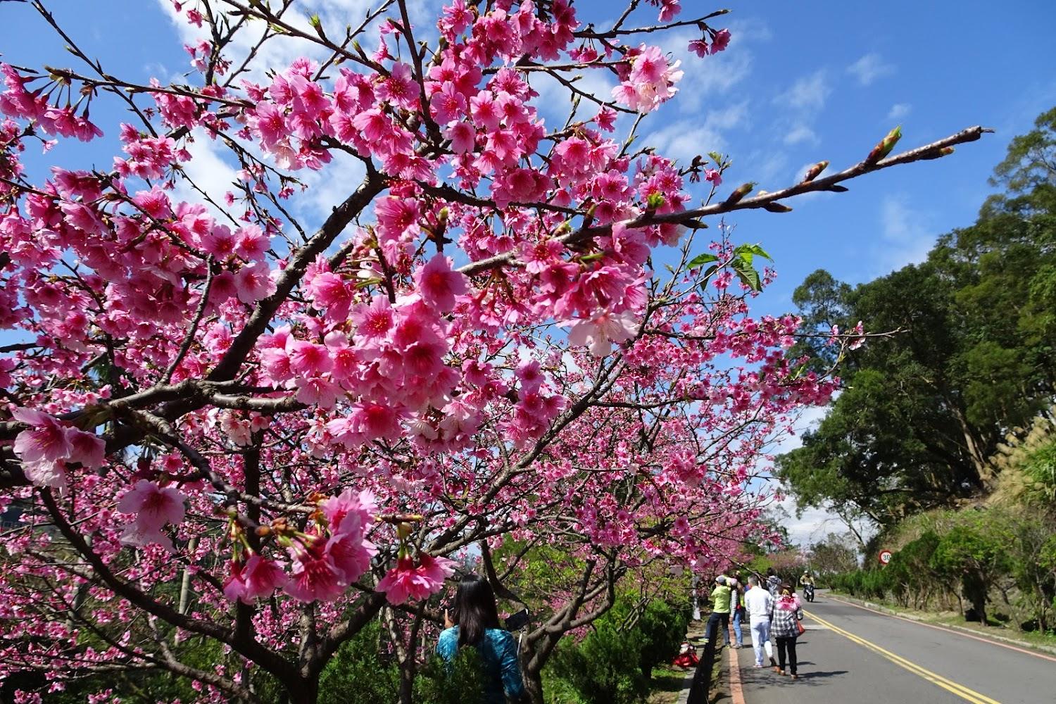 2026新店賞櫻首選！花園新城粉嫩櫻花季開跑，漫步靜謐廊道享受浪漫櫻花雨