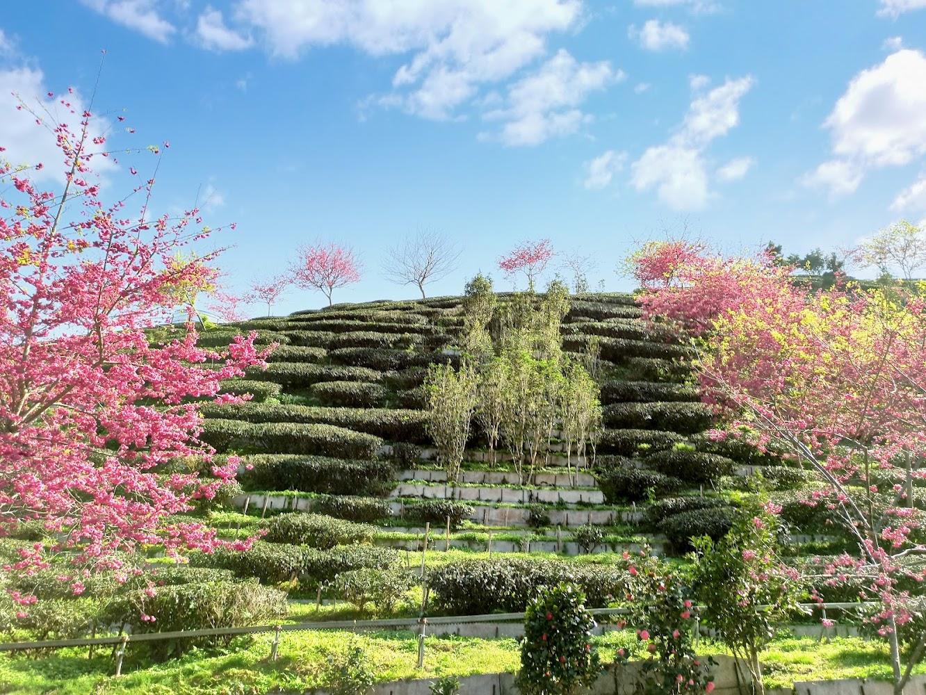 2026南投竹山秘境！八卦茶園昭和櫻粉紅風暴，絕美幾何茶山與竹海一日遊