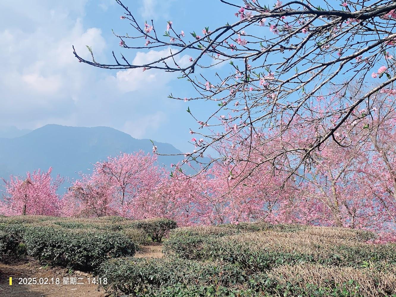 2026全台追櫻攻略：南投草坪頭茶園櫻花與四大浪漫賞櫻秘境懶人包