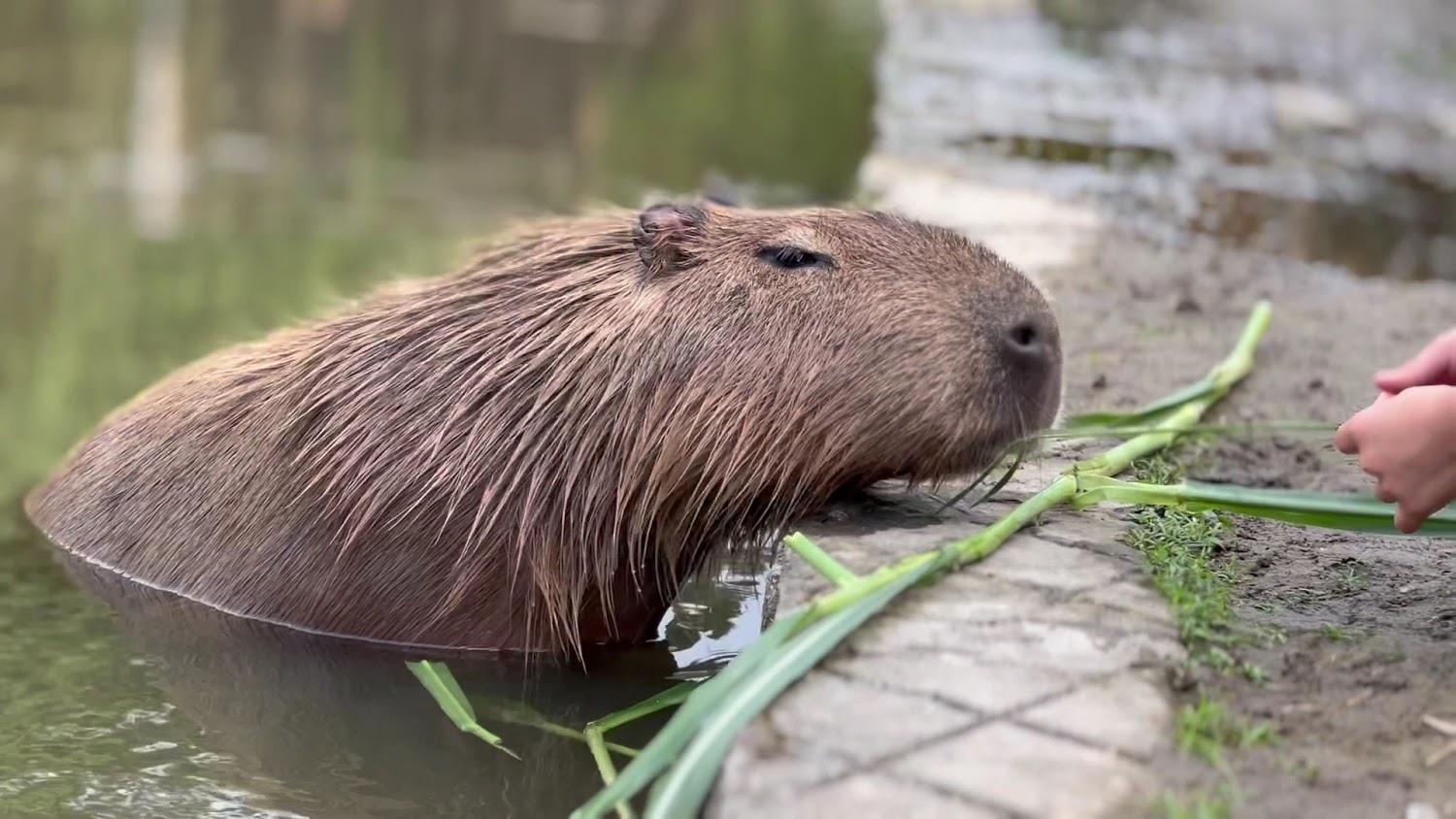 2026桃園大溪療癒系旅遊首選：走進「花鹿秘境」與水豚、梅花鹿共度深度食農假期
