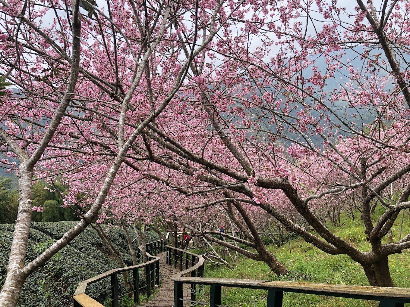 2026南投竹山櫻花秘境：八卦茶園昭和櫻盛開，粉色隧道與幾何茶山共舞