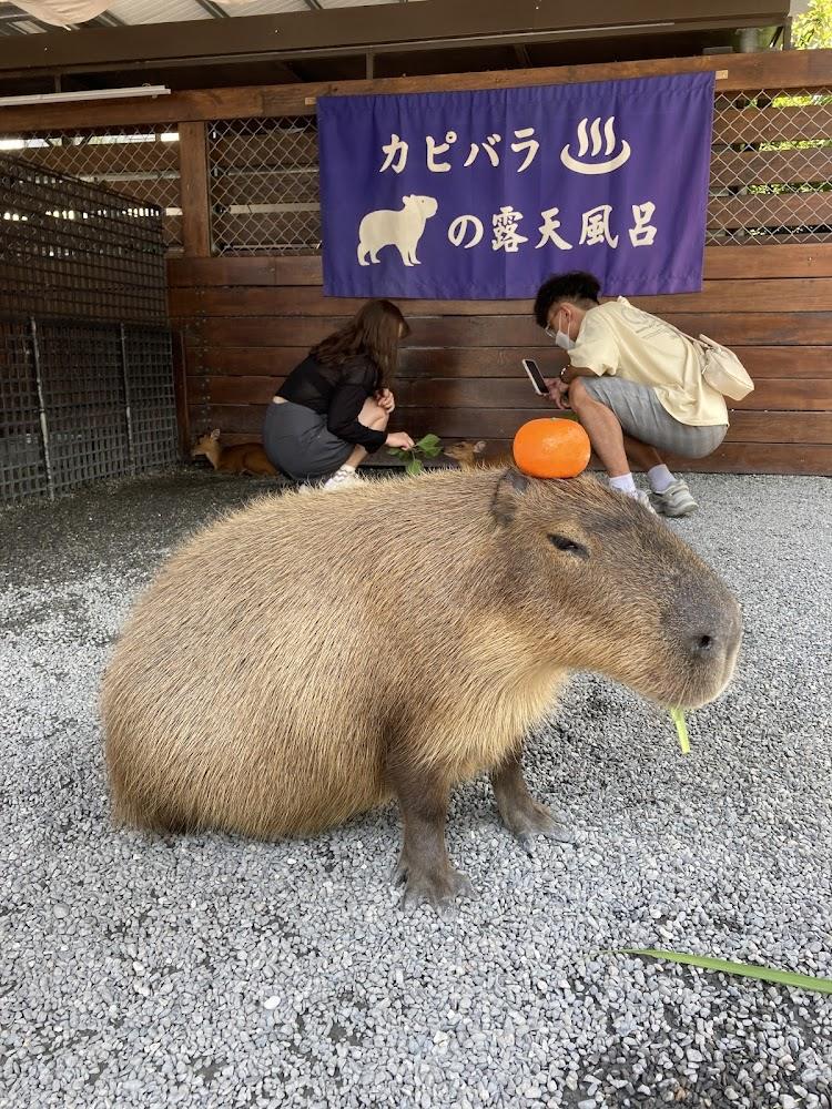 2026 宜蘭親子必訪！張美阿嬤農場：走進台版小奈良，與水豚、笑笑羊零距離接觸的療癒之旅