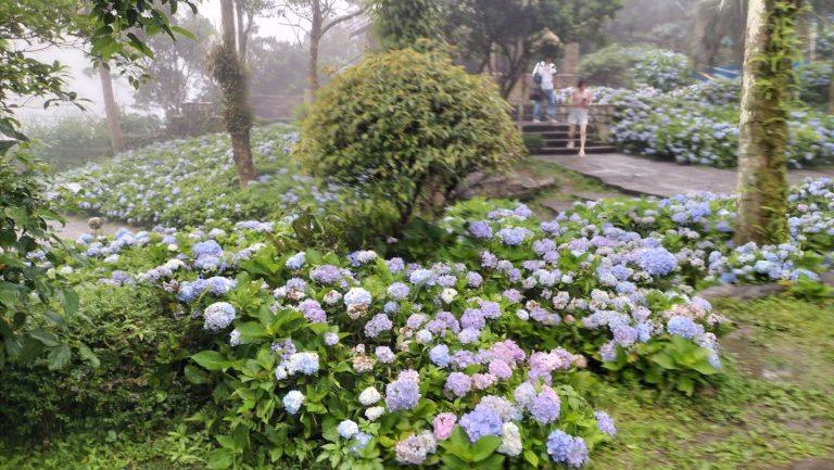 2026 北宜公路最強中繼站！石牌縣界公園：初夏繡球花海盛開，坐擁蘭陽平原與龜山島無敵視野