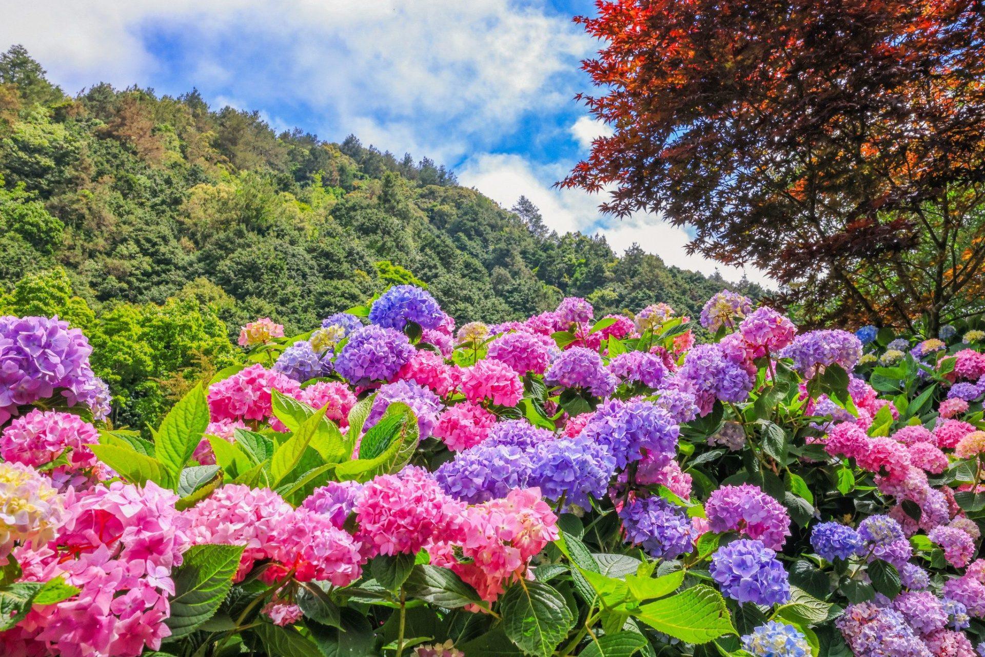2026 杉林溪旅遊全攻略：賞波波草、銀杏楓紅美景，門票交通住宿懶人包
