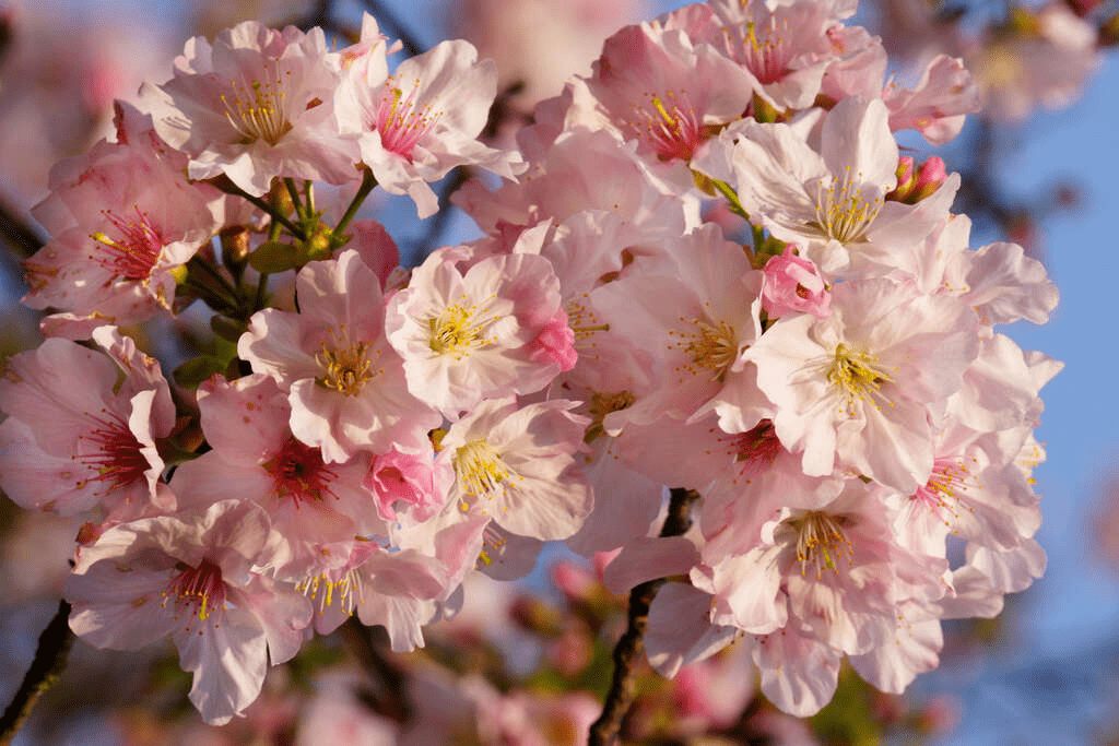 2026淡水天元宮櫻花季：走進夢幻粉色花海，最全賞櫻攻略與交通指南