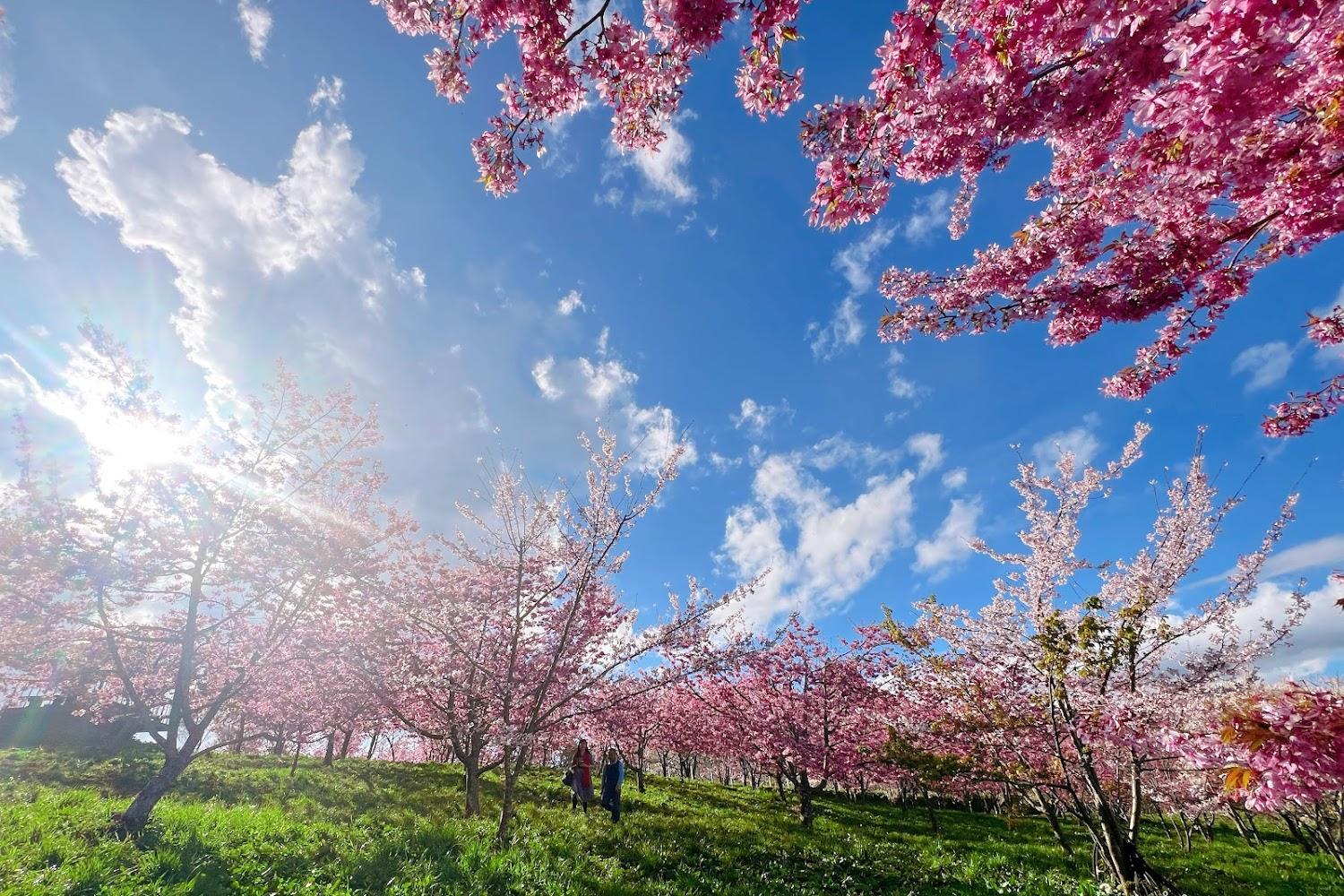 2026 全台最高賞櫻勝地！福壽山農場櫻花季攻略：千櫻園粉色花海、門票交通全解析