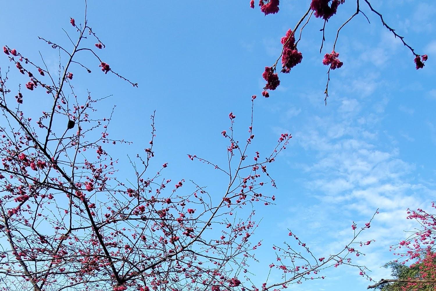 2026九族櫻花祭攻略：五千株粉紅花海綻放！專業攝影位、避開人潮時段與文化體驗全解析