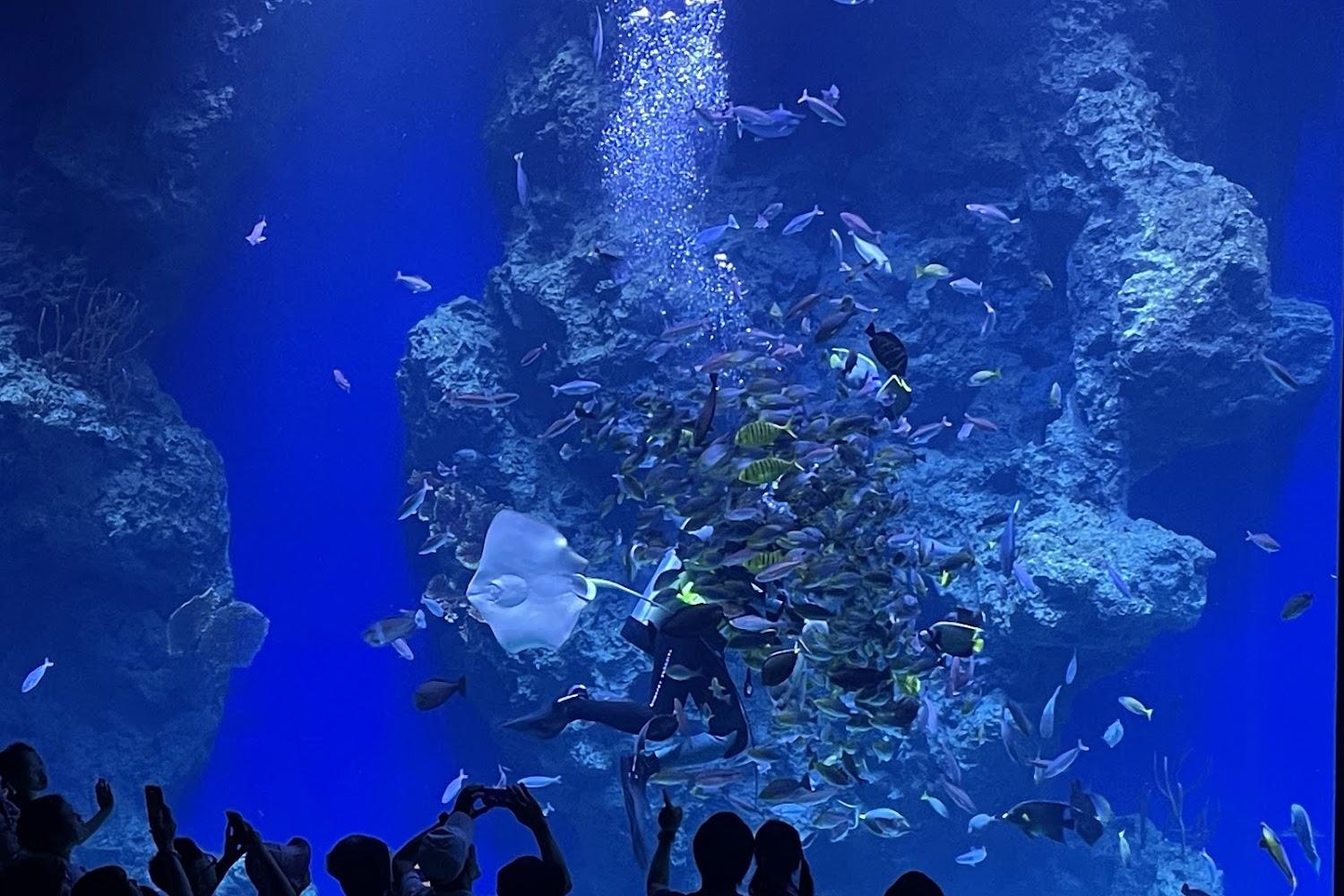 台中海洋館2026震撼登場！沉浸式深海美學、夢幻水母幻境，中台灣最強觀光新地標全攻略