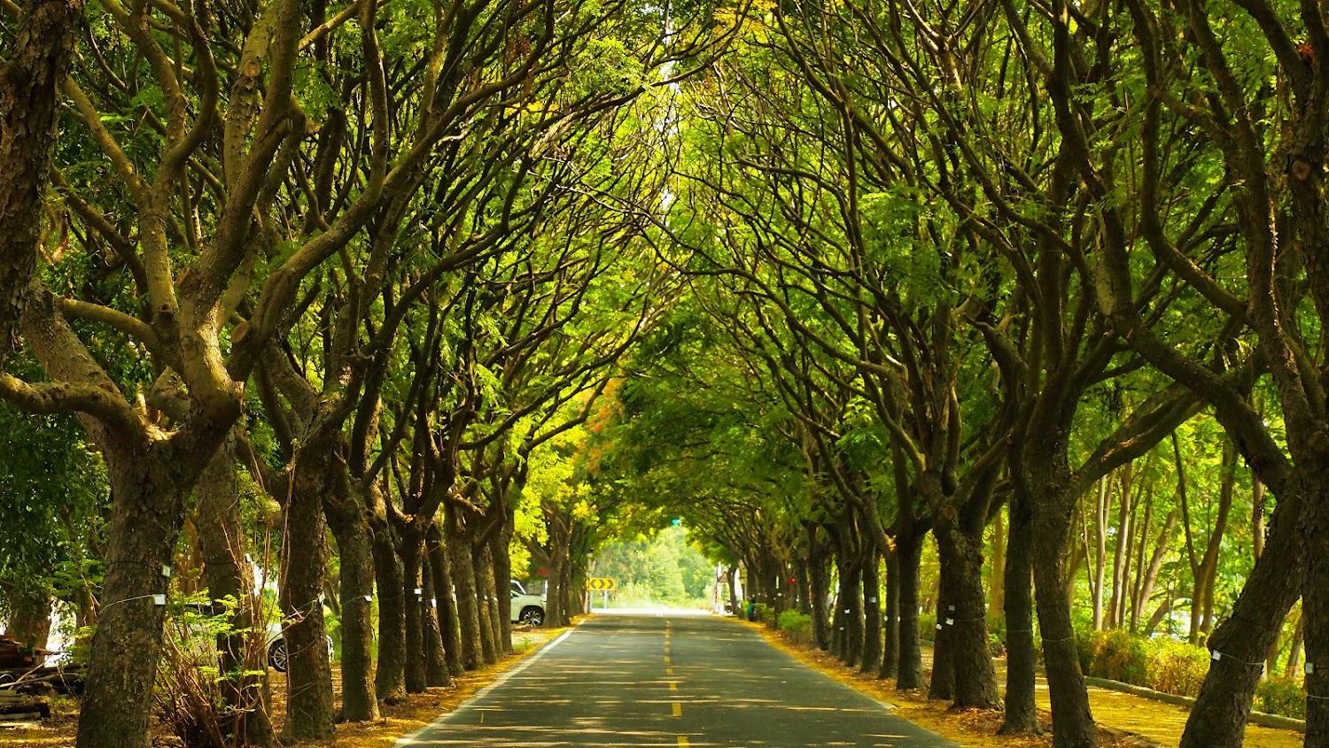 2026 絕美避暑勝地！盤點全台四大綠色隧道，彰化溪湖「台灣欒樹隧道」光影如夢似幻