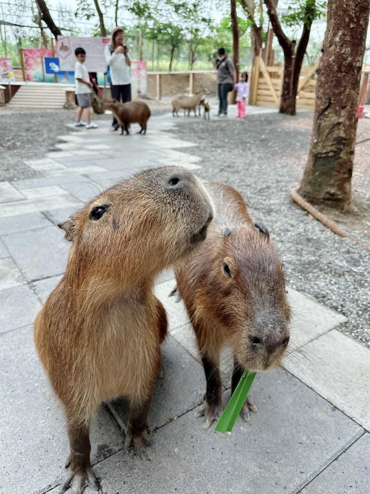 2026嘉義旅遊首選！「咩咩上樹萌寵樂園」療癒系水豚互動與森林冒險，打造南台灣瑞士牧場風情