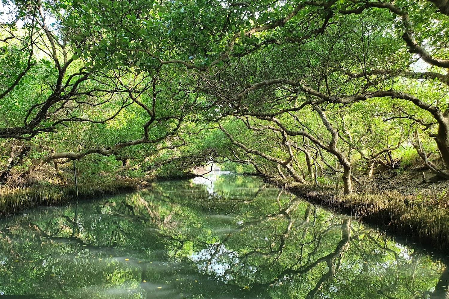 2026 台南必訪！探尋台江國家公園「台版亞馬遜」綠色隧道與濕地生態之美