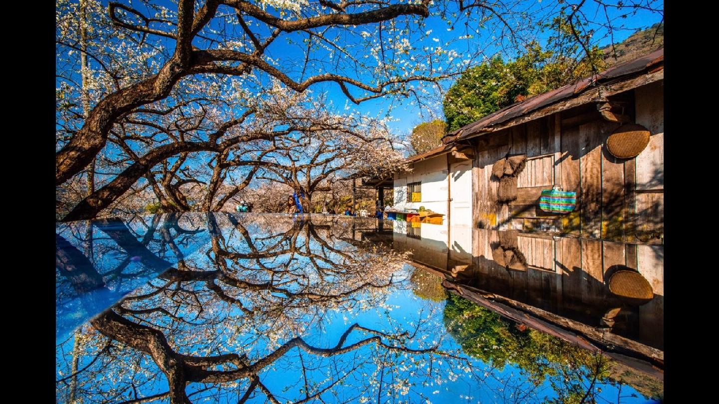 2026全台賞梅勝地指南：從古厝花海到都會綠洲，盤點五大冬季必訪雪白秘境