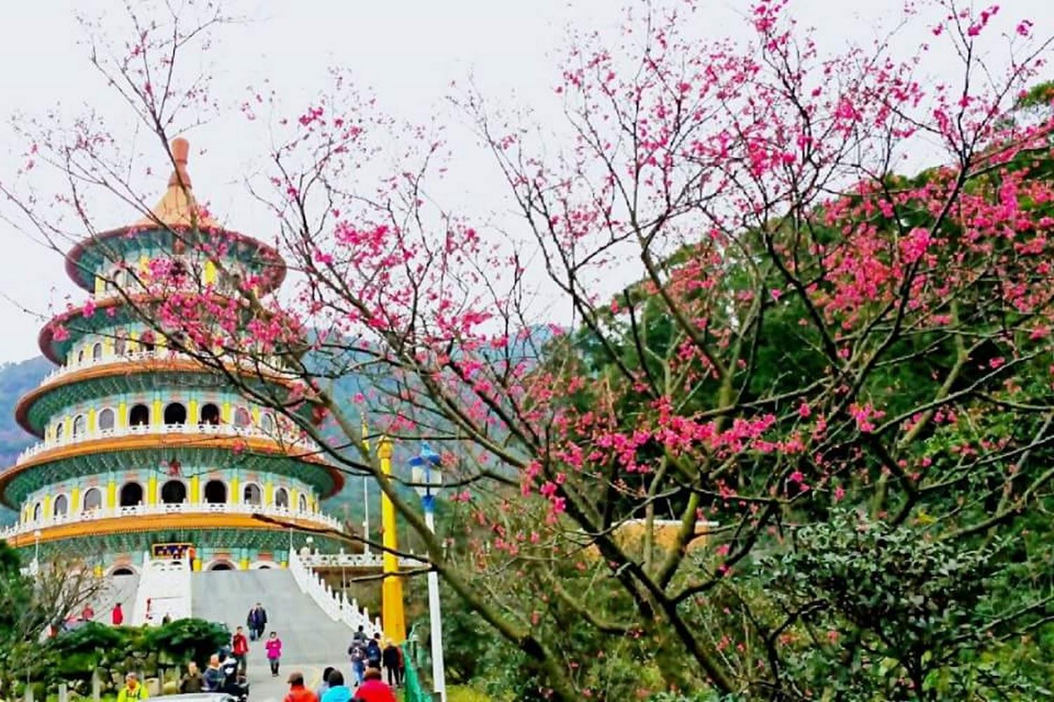 2026 淡水天元宮櫻花季全攻略：走進粉色花海與宏偉天壇的春之饗宴