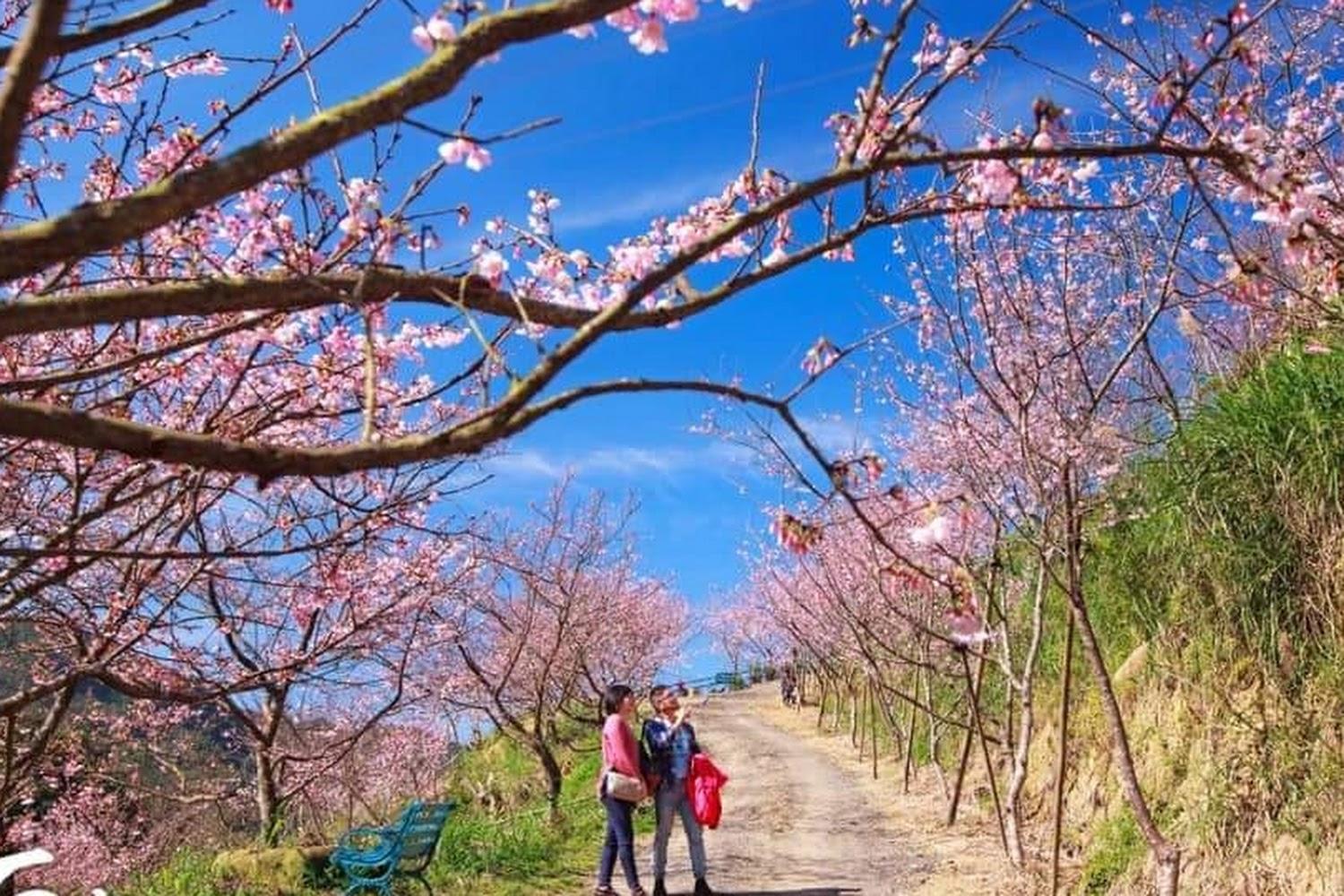 2025全台賞櫻熱點全紀錄！三峽大熊櫻花林與南投草坪頭交織粉色浪漫，春季必訪秘境回顧