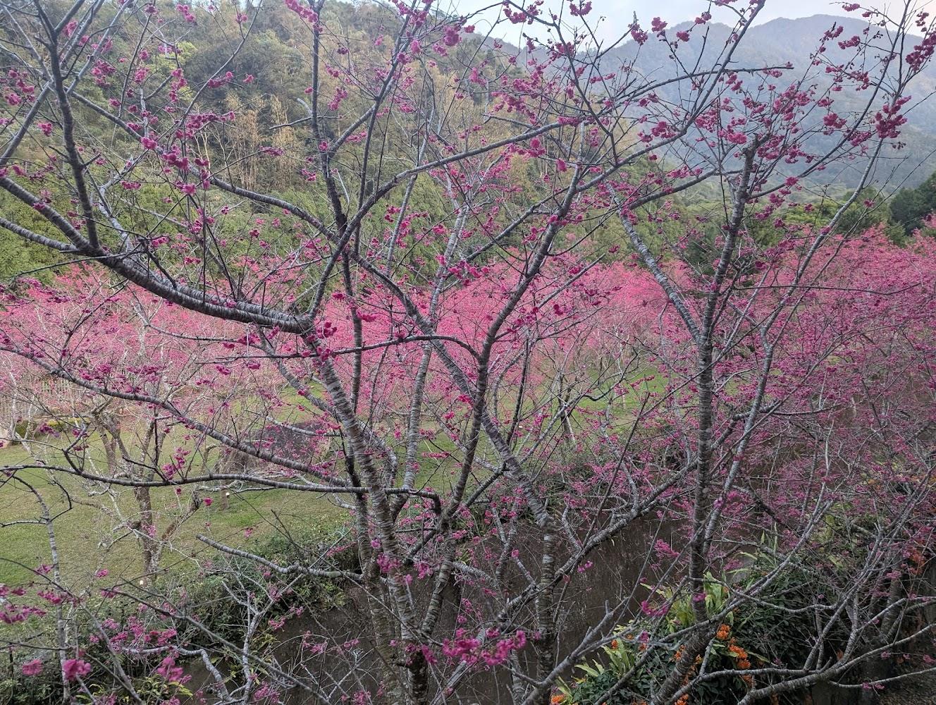 2026九族文化村櫻花祭盛大登場！五千株粉紅花海震撼感官，避人潮賞花攻略全掌握