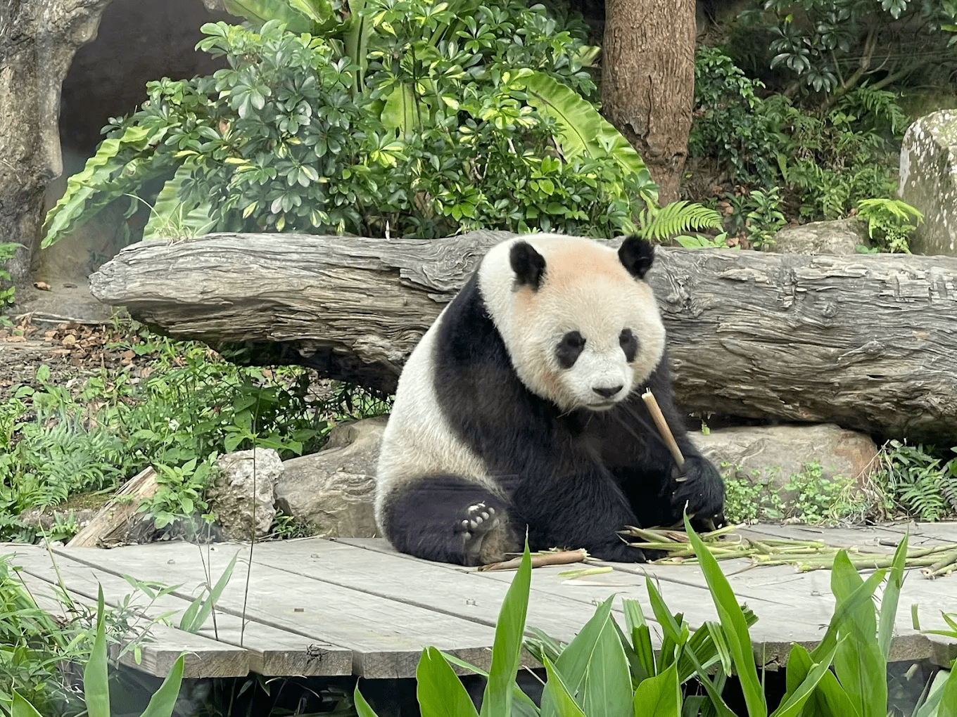 2026 臺北市立動物園全攻略：從圓山記憶到國際保育重鎮，五大必訪展區與穿山甲館深度體驗