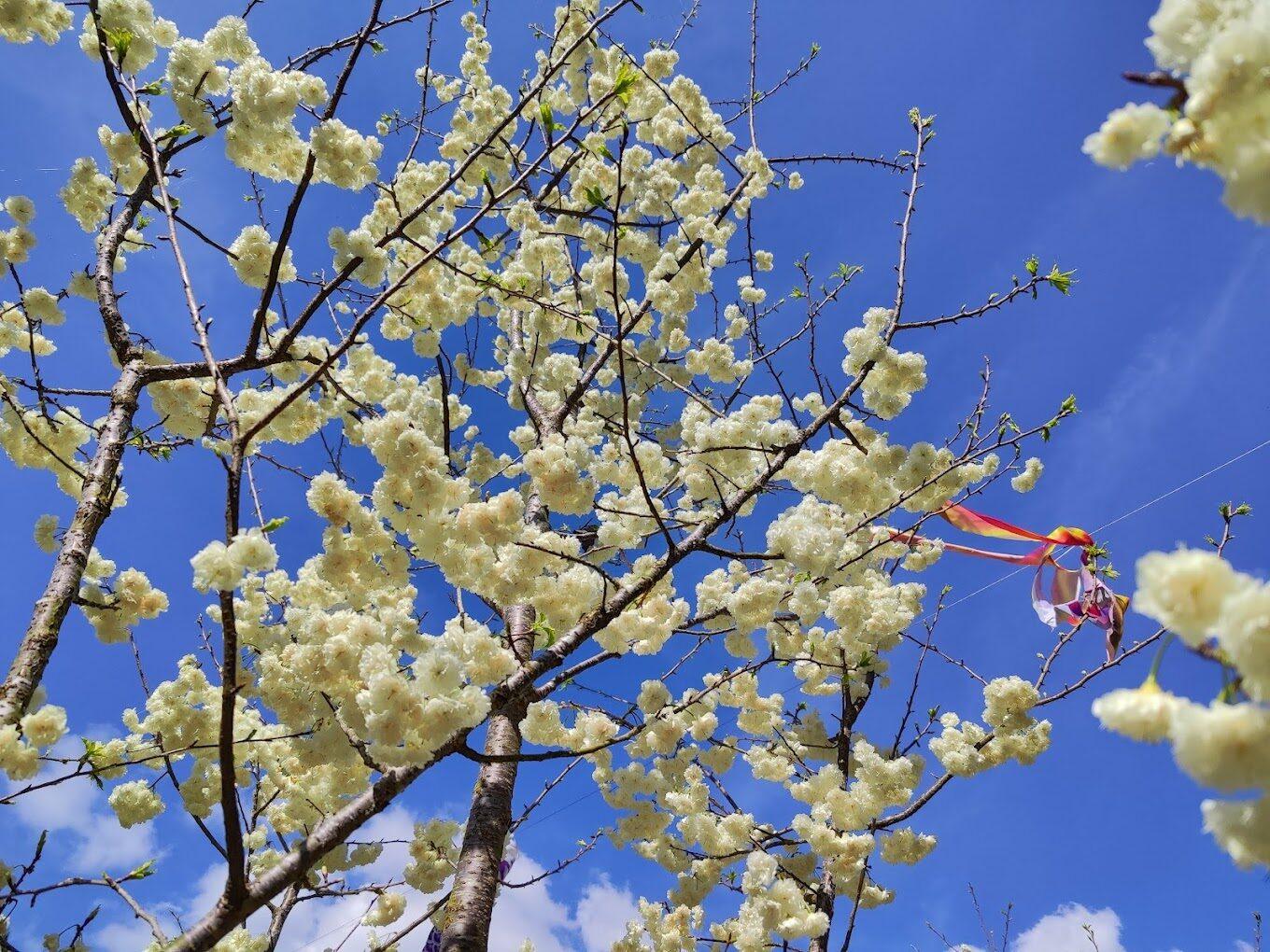 2026九族櫻花祭盛大登場！5000株粉紅花海震撼感官，掌握最佳賞花策略與人潮攻略