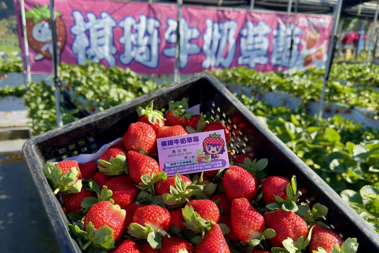 2026大湖草莓季盛大開跑！走訪苗栗棋琦牛奶草莓園，體驗高架採果與夢幻白草莓魅力