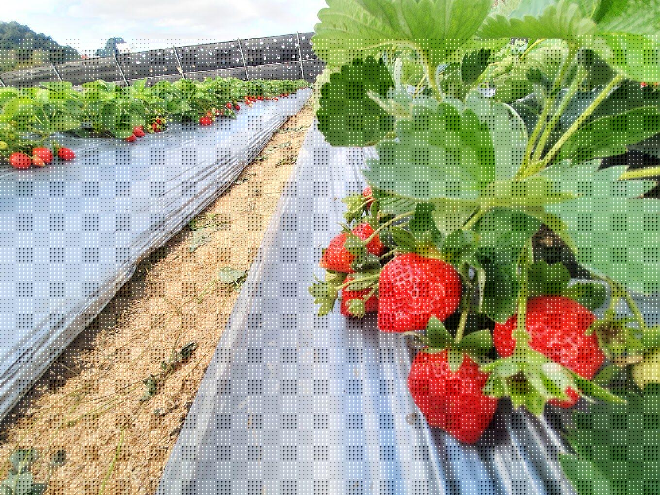 2026苗栗大湖草莓季盛大登場！走訪幸福莓滿草莓園品嚐珍稀白草莓與高架採果樂趣