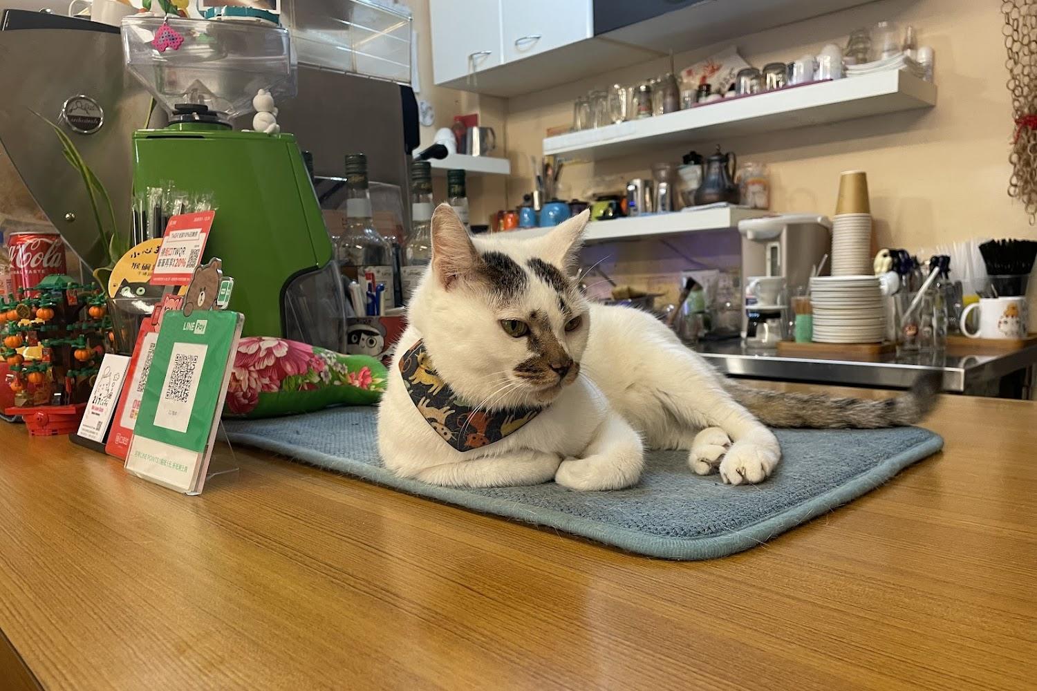 2026 療癒系首選！瑞芳猴硐貓村一日遊：探索礦業遺址與貓咪共舞的永續奇蹟