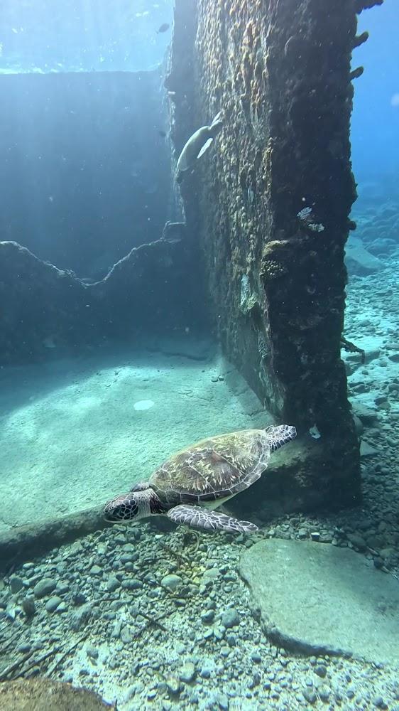 2026綠島潛水深度指南：探索「玻璃海」祕境，嶼海與Oceanian引領世界級自由潛水美學