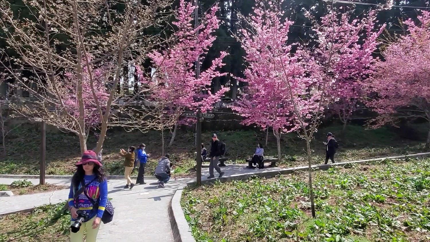 2026福壽山農場千櫻園櫻花季開跑！海拔2000公尺粉紅仙境，賞櫻兩天一夜全攻略