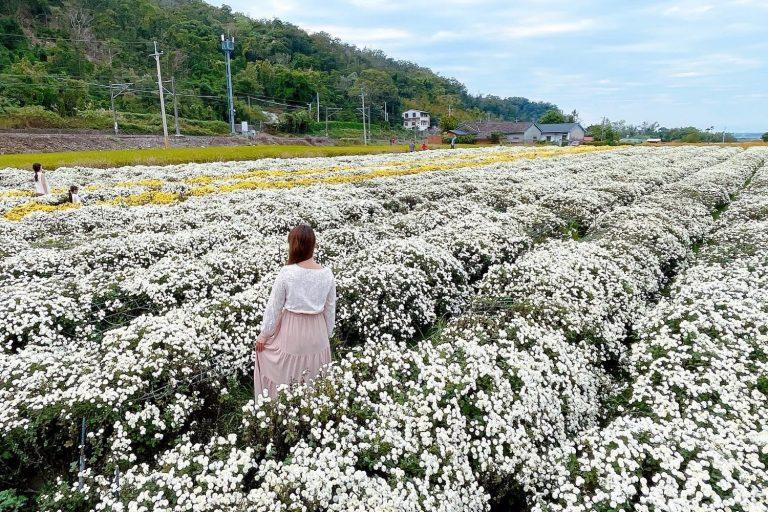 2026苗栗銅鑼杭菊花季：雪白金黃花海交織，加碼周邊5大熱門賞花景點攻略