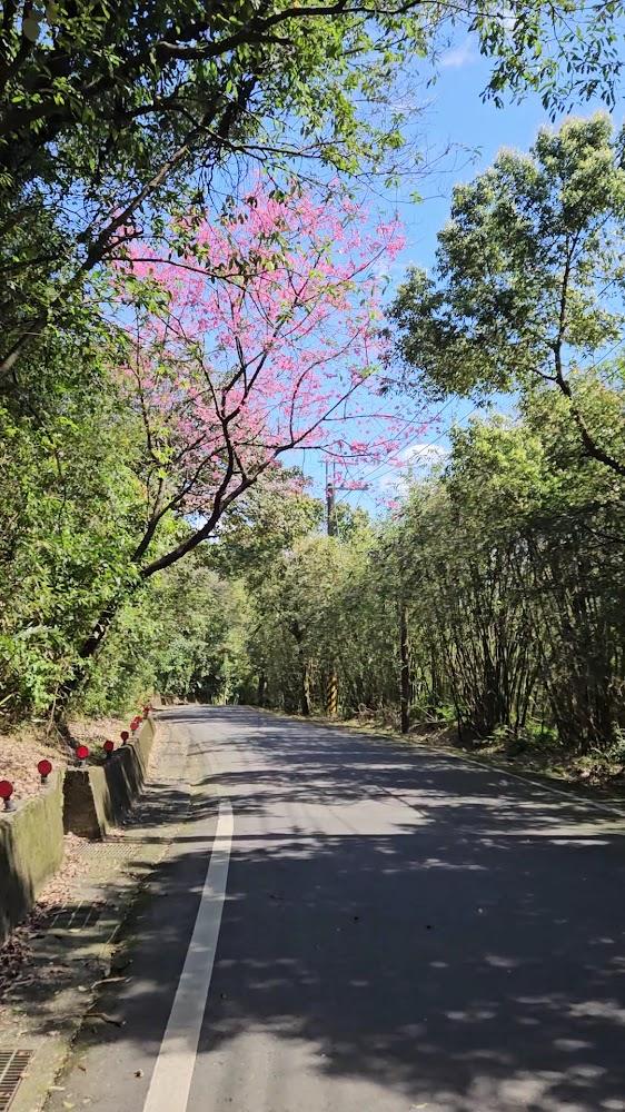 2026陽明山攻略：探索火山地熱、四季花海與台北第一高峰的自然癒旅