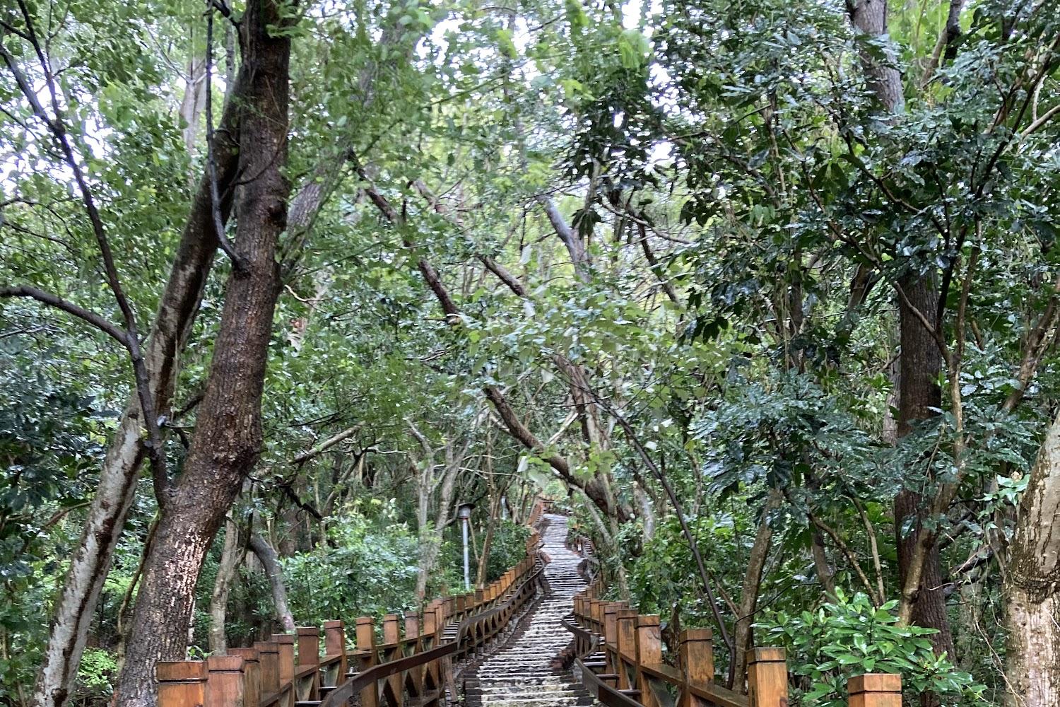 2026新竹低碳健行熱搜：從十八尖山到司馬庫斯，嚴選必訪山海景觀步道全攻略