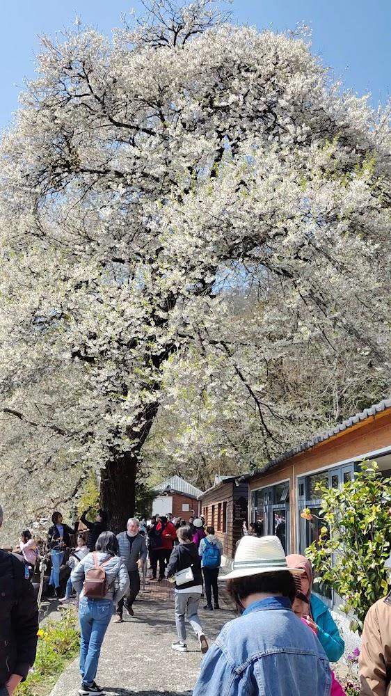 2026觀霧櫻花季：全台最大「霧社櫻王」雪白綻放，走進雲霧森林的浪漫春之夢