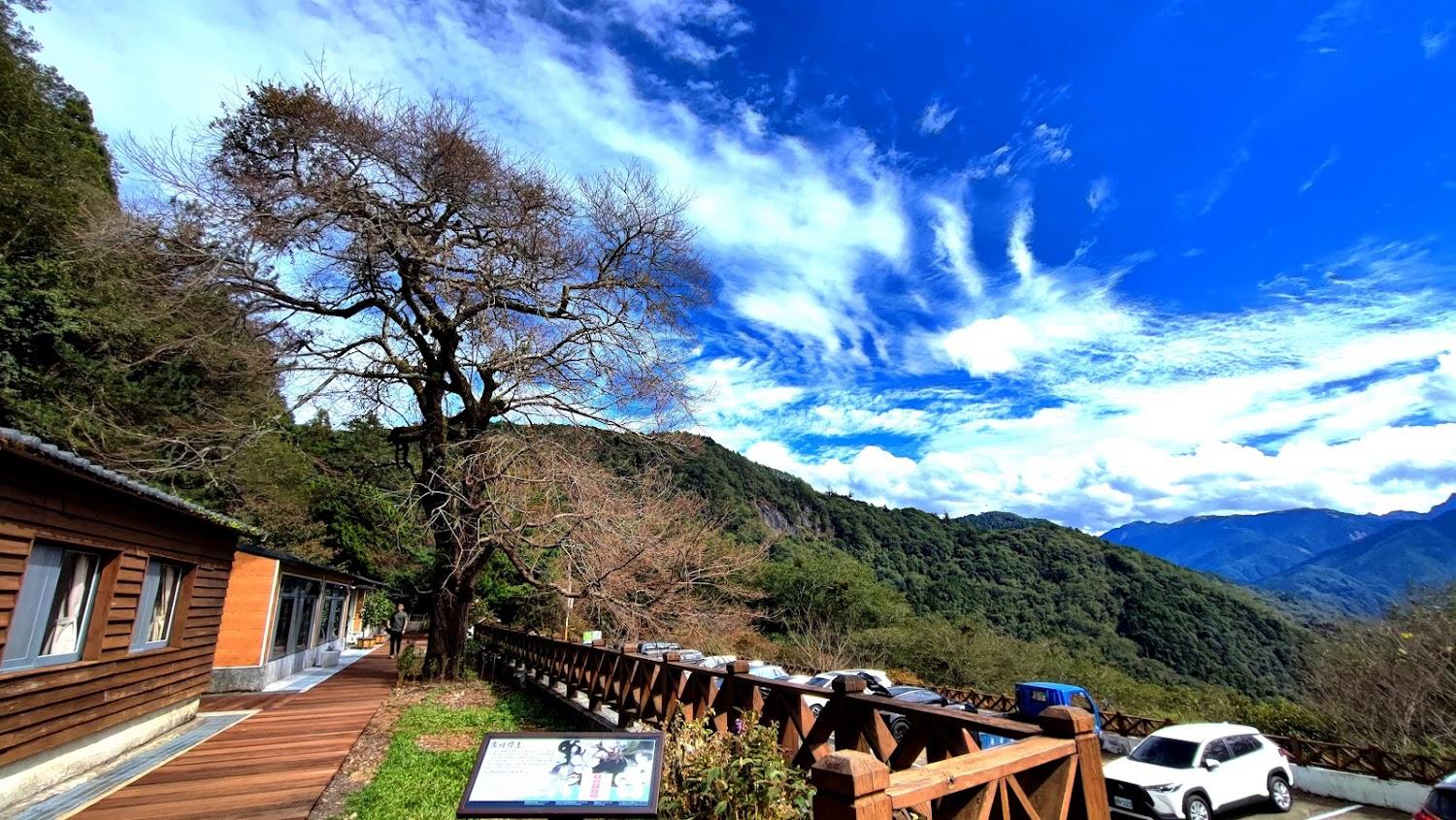 2026 觀霧山莊旅遊全攻略：深入海拔二千公尺森林仙境，朝聖霧社櫻王與聖稜線美景