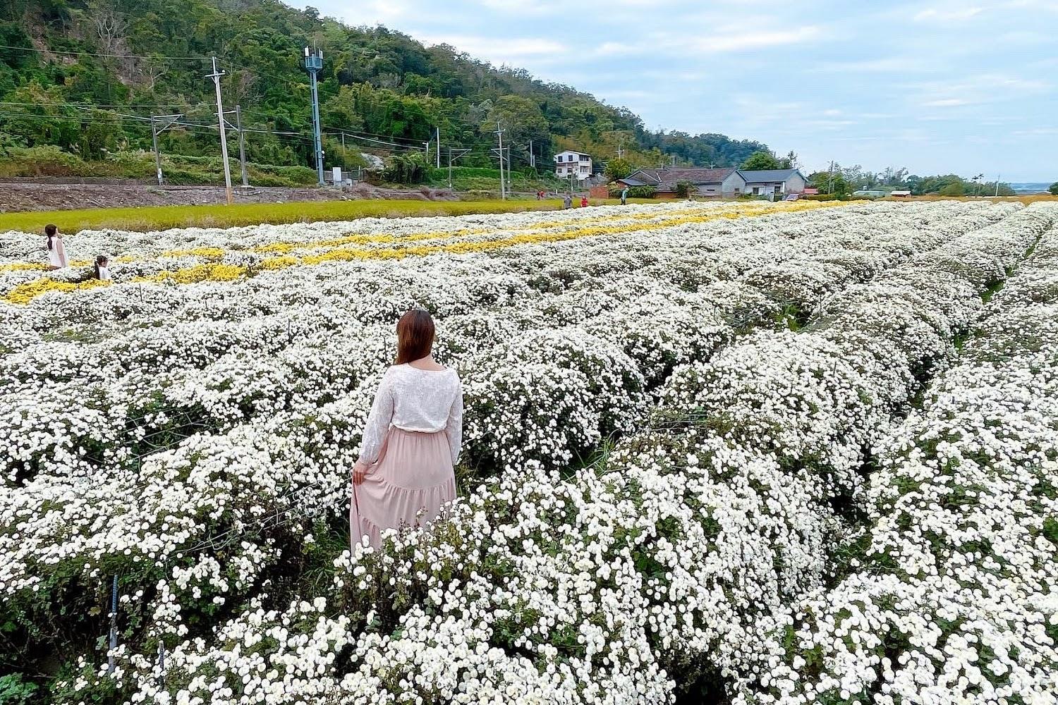 2026苗栗銅鑼賞花全攻略：從十一月雪杭菊到四季花海，深度感受山城芬芳之美