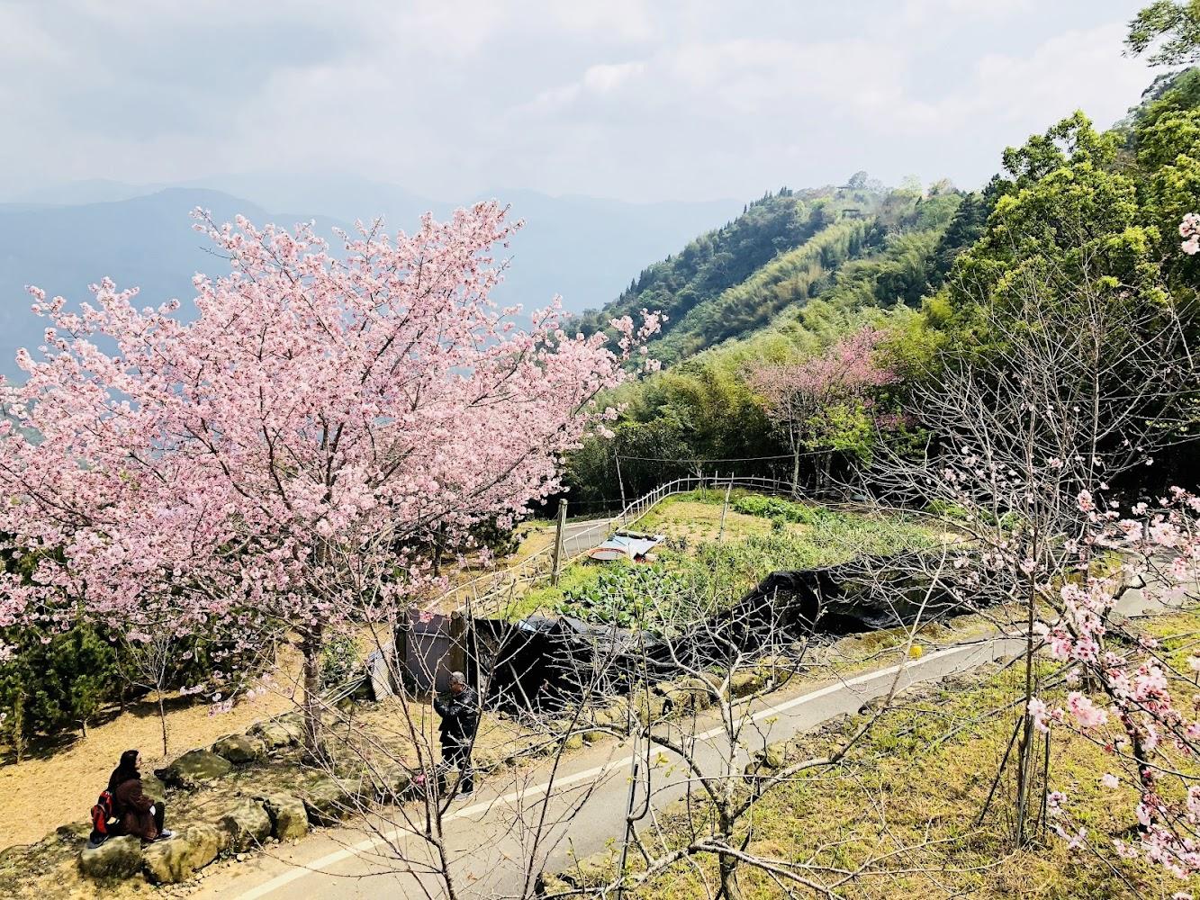 回顧 2025 全台櫻花季盛況：從南投茶園秘境到台北城市花海的粉紅浪漫紀實